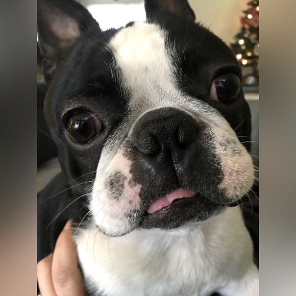 Meet your Posher, and her best friend! - Picture 1 of 6